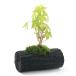 ( луговые и горные травы ) мох бонсай уголь растение в горшке товар вид случайный momiji( реальный сырой рассада )L размер (1 горшок )(.. состояние )