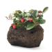 ( бонсай ) мох бонсай большой реальный гол терьер . скальная порода растение в горшке (1 горшок )(.. состояние )