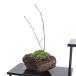 ( bonsai ) moss bonsai goods kind incidental Sakura ( Sakura ). rock potted plant (1 pot )