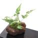 ( бонсай ) мох бонсай - katasida( Hakata . зуб ). скальная порода растение в горшке (1 горшок )
