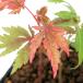 ( луговые и горные травы ) бонсай товар вид серия momiji внутри ..(o корова .u алый )3 номер (1 pot )