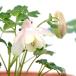 ( луговые и горные травы ) персик цветок Miyama водосбор ( персик цветок глубокий гора ..)3 номер (1 pot )