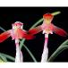 ( луговые и горные травы )shun Ran ( весна орхидея ) женщина .(mebina)3 номер (1 pot ) Япония весна орхидея классика садоводство 