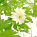 ( луговые и горные травы ) Hal okosi2.5 номер ~(1 pot )