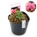 ( луговые и горные травы )s Mille ( фиолетовый )a Rena задний ro там 2.5~3 номер (1 pot )