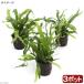 ( водоросли ) микро санки ump терроризм ps narrow (3 pot минут )