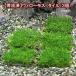 ( водоросли )* выращивание settled * Willow Moss плитка ( подводный лист )( нет пестициды )(3 шт )