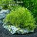 ( водоросли )* выращивание settled * Willow Moss способ гора камень M размер ( примерно 14cm)( подводный лист )( нет пестициды )(3 шт )