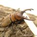 ( насекомое )okipita белка Prosopocoilus inclinatus slawesiparoro производство WC 45~49mm(1 пара ) Hokkaido * Kyushu авиапочта необходимо теплоизоляция 