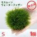 ( водоросли )* выращивание settled * Moss moon ( вода перо )S размер ( нет пестициды )(1 шт )