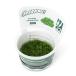 ( водоросли ) организация разведение GROWOW! premium Moss ( нет пестициды )(1 cup ) A55 TC