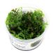 ( водоросли ) организация разведение 1-2-GROW! микро санки umwenti loft ropika производства ( нет пестициды )(1 cup ) 008BTC