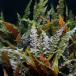 ( водоросли ) Cryptocoryne wen чай Mio ya( нет пестициды )( подводный лист )(1 АО )