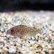 ( тропическая рыба ) Corydoras *tanatosCW146( bleed )(1 шт )