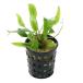 ( водоросли ) случайный организация разведение Cryptocoryne Mini pot ( нет пестициды )(3 pot )