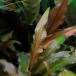( водоросли ) Cryptocoryne акселератор roti( нет пестициды )( подводный лист )(1 АО )