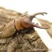 ( насекомое )( мужской одиночный товар )okipita белка Prosopocoilus inclinatus slawesi производство взрослое насекомое WD 40~49mm(1 шт )