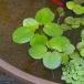 ( биотоп ) вода сторона растения Amazon лягушка bit ( нет пестициды )(5 АО )