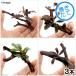 ( водоросли ) случайный bsefa Land la1 АО имеется Mini коряга ( примерно 7cm)( подводный лист )( нет пестициды )(3 шт )
