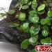 ( декоративное растение ) мох mamezuta половина упаковка 
