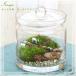 ( декоративное растение ) мох террариум большой ранчо лошадь gala спот L инструкция есть koke террариум мох tera koke tera мох интерьер 