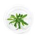 ( водоросли ) организация разведение Mini cup Anubias bar Terry var. перчатка la(1 cup )