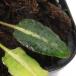 ( водоросли ) Cryptocoryne sp.arubobenaRiau производство ( водный лист )(1 pot )