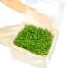 ( водоросли )* большая порция .* новый Large pearl-grass ( водный лист )( нет пестициды )(1 упаковка )