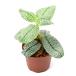 ( террариум ) один пункт предмет aru Goss temasp. бриллиант leaf (434965)(1 pot )