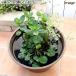 ( biotope ) water side plant me Dakar. .. house put only easy instant biotope LOW type (....)(1 pot ) water quality .... house 