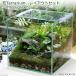 ( декоративное растение ) мох террариум расположение комплект ~moss green~ инструкция есть koke террариум мох tera koke tera мох интерьер 
