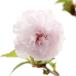( луговые и горные травы ) бонсай Sakura ( Sakura ).. Fuji Sakura ..( Lynn way )3 номер (1 pot )(.. состояние )