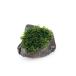 ( водоросли )* выращивание settled * premium зеленый Moss . скальная порода SS размер (8cm и меньше )( подводный лист )( нет пестициды )(1 шт )
