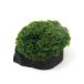 ( водоросли )* выращивание settled * premium зеленый Moss порез . АО коряга LOW модель S размер ( подводный лист )( нет пестициды )(1 шт )