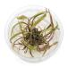 ( водоросли ) организация разведение Mini cup Cryptocoryne n- Lee ( нет пестициды )(1 cup )