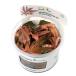 ( водоросли ) организация разведение denali - Cryptocoryne sp. фламинго ( нет пестициды )(1 cup )