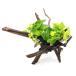 ( водоросли ) Anubias nana золотой tia- звуковой сигнал дерево ( примерно 25~30cm)( водный лист )( 1 шт. )