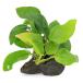 ( водоросли ) Anubias nana золотой способ гора камень маленький шарик (3~5cm)( водный лист )(1 шт )