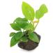 ( водоросли ) Anubias nana золотой . скальная порода маленький шарик (3~5cm)( водный лист )(1 шт )