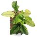 ( водоросли ) Anubias nana. ввод TSUMIKI( водный лист )(1 шт )