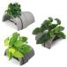 ( водоросли ) стандартный. Anubias nana3 вид терракота ракушка ta-... серебряный ( водный лист )(1 комплект )