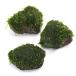 ( водоросли ) наматывать длина Fuji u Logo goke(spa- тонн Moss ). скальная порода SS размер (8cm и меньше )( нет пестициды )( подводный лист )(1 шт )