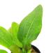 ( водоросли ) Echinodorus cell bs( водный лист )( нет пестициды )(1 pot )