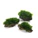 ( водоросли )* выращивание settled * premium зеленый Moss способ гора камень маленький шарик ( подводный лист )( нет пестициды )(3 шт )