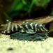 ( тропическая рыба ) Colombia * струна Tiger Plecostomus ( wild )(1 шт ) Hokkaido * Kyushu авиапочта необходимо теплоизоляция 