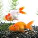 ( domestic production goldfish ) water foam eye (1 pcs )