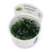( водоросли ) организация разведение 1-2-GROW!bsefa Land lasp. игла leaf (1 cup ) 139C TC