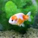 ( domestic production goldfish ) Sakura .(1 pcs )