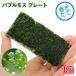 ( водоросли ) наматывать длина Bubble Moss plate ( подводный лист )( нет пестициды )(1 листов )