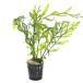 ( водоросли ) Mini pot bo рубин tishyutiroti( подводный лист )( нет пестициды )(3 pot )